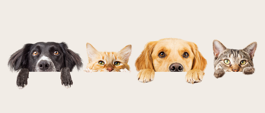 PetGo | Toys, Grooming & Travel Gear for Pets
